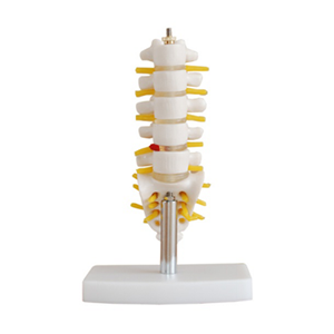 Mini lumbar spine vertebra With Tail Vertebrae model